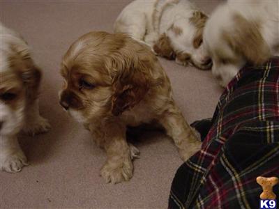 Puppies in CO